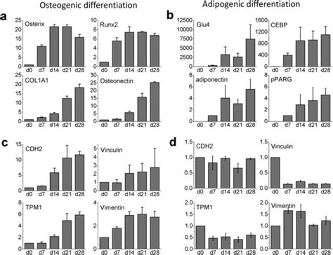 Gene Expression Profiling Of HMSCs In Osteogenic And Adipogenic