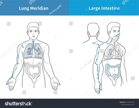 Lung Large Intestine Meridian Medical Illustration H Nh Minh H A C