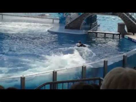 SeaWorld Believe Shamu Orka Show HD 2 3 YouTube