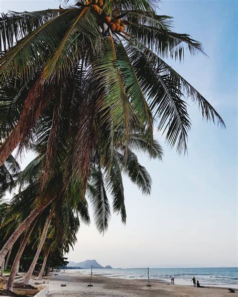 Scenic View Of Coconut Trees At Beach Stock Photo Image Of View