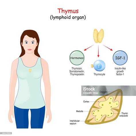 struktur lokasi  fungsi thymus ilustrasi stok  gambar