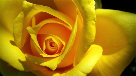 Wallpaper Yellow rose flower close-up, petals, shadow 1600x1200 HD ...