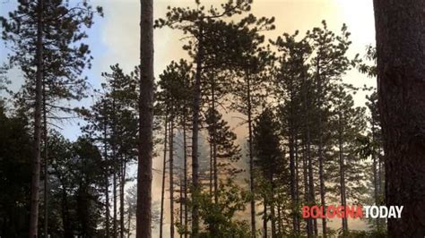 Incendio A Loiano A Fuoco La Pineta Evacuata Una Colonia Di Bimbi