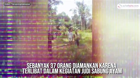 37 Orang Diamankan Dalam Razia Judi Sabung Ayam Di Toraja Utara Video