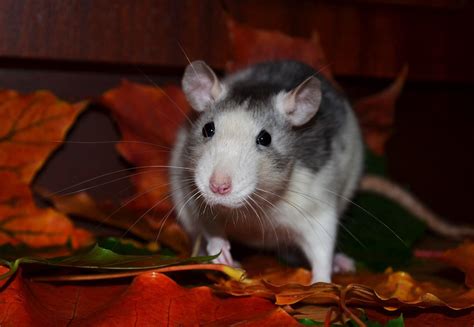 How to Design a Habitat for Rats - FOUR PAWS International - Animal ...