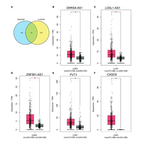 Expression Analysis Of Upstream Lncrna Targets Of Mir 423 5p In Lusc