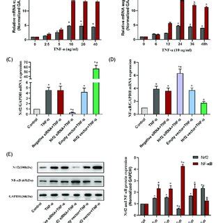 NOX1 And Nrf2 Expression And The Effects Of Nrf2 On The Expression Of