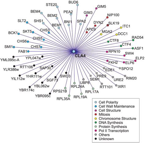 Genetic Interaction Network Of The Synthetic Lethal Interactions