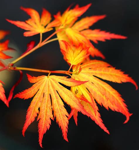 Acer Palmatum Orange Dream Japanese Maple Tree Kigi Nursery