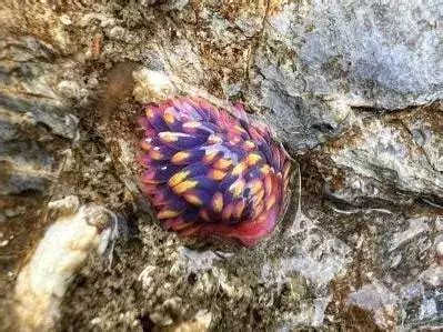 Why this beautiful rainbow sea slug is such an incredible scientific ...