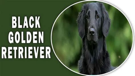 Truth About Black Golden Retriever : Exclusive Dog Breed