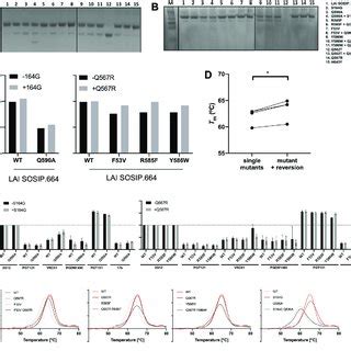 Biochemical Biophysical And Antigenic Characterization Of Wild Type