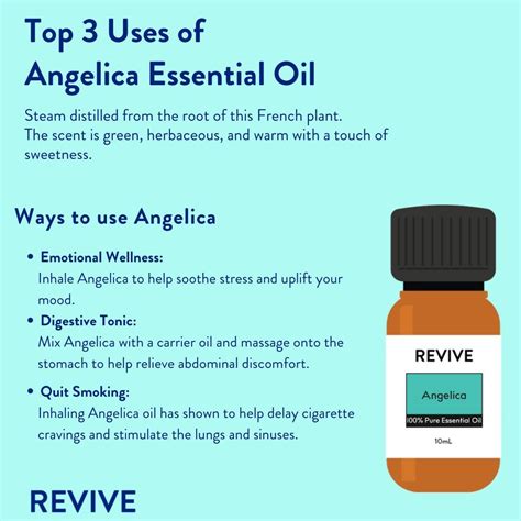 Revive Essential Oils On Instagram Top 3 Uses Of Angelica 🤍🤍🤍