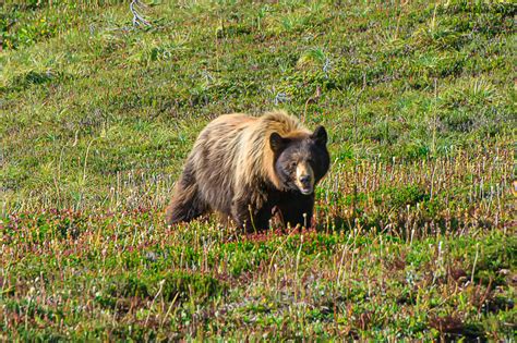 Interesting Nature Facts 122 Bears RichLeighton