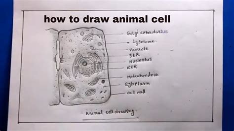 Craft Your Own Animal Cell Diagram Drawing: Step-by-Step Guide Inside!