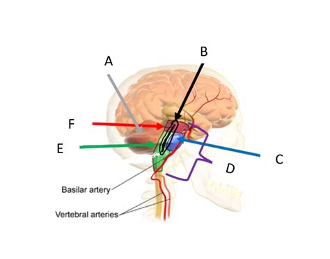 Functions of the Brain Stem Quiz