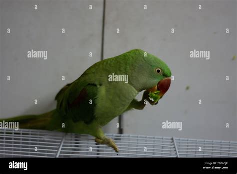 Indian Ringneck Parrot Talking And Playing In The House Stock Photo Alamy