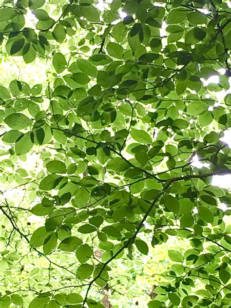Eastern redbud cercis canadensis – Artofit