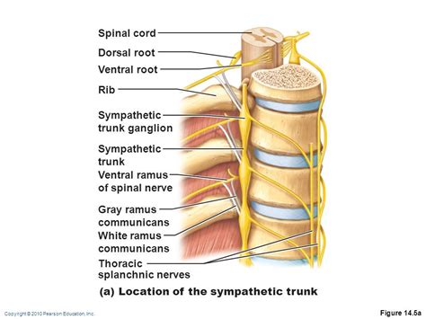 Ganglia Of The Sympathetic Trunks Of The Anterior Thorax Diagram Quizlet