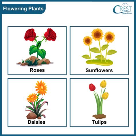 Identify Diffe Types Of Non Flowering Plants - Infoupdate.org