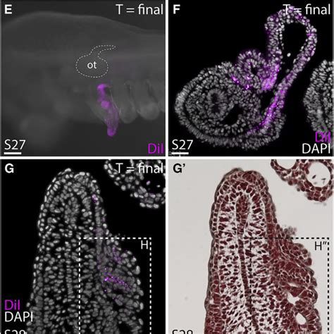 Skate Gills Derive From Pharyngeal Endoderm A And B Microinjection Of