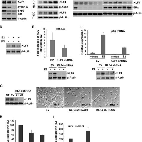 Regulation Of Klf4 By Vhl Is Validated In Human Breast Cancer Tissue A