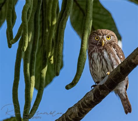 Tecolote Bajeño Ferruginous Pygmy-Owl