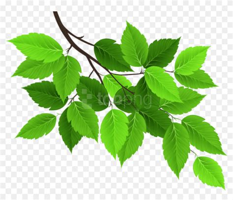 Tree Branches With Leaves Png Tree Branch Leaves Transparent Png