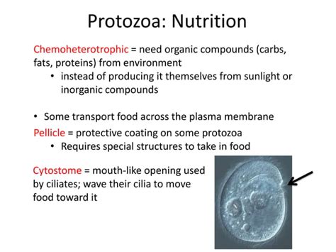 7 Protozoal Pathogens