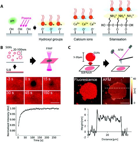 Membrane Coated 3d Architectures For Bottom Up Synthetic Biology Soft