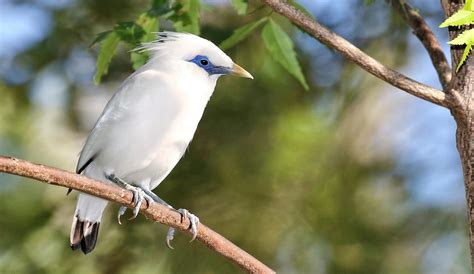 Jenis Burung Yang Dilindungi Di Indonesia Jenis Net