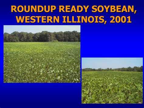 PPT - BIOLOGICAL ACTIVITY OF SOIL UNDER ROUNDUP ® READY SOYBEAN ...