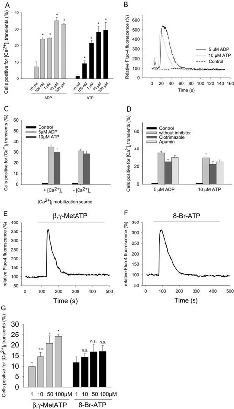 Cardiomyogenesis Of Embryonic Stem Cells Upon Purinergic Receptor