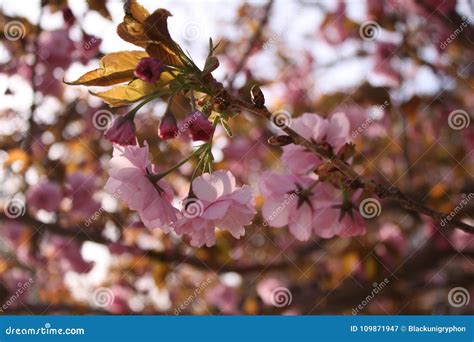 佐仓樱花 库存图片 图片 包括有 宏指令 女衬衫 新建 结构树 开花 粉红色 字段 樱桃 109871947