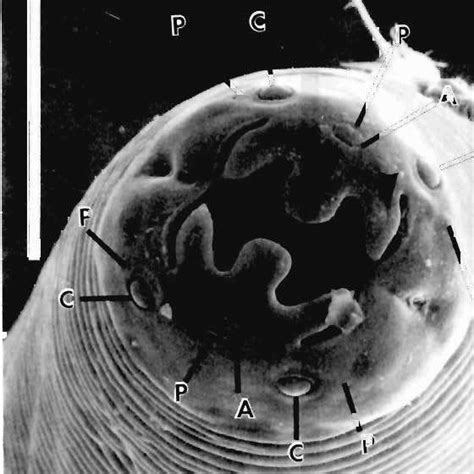 Principal Measurements Of Habronema Muscae H Majus H Malani And H