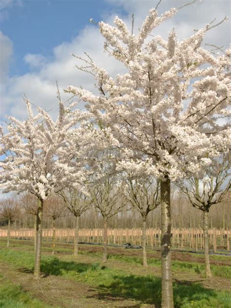 Prunus Yedoensis Rosaceae Van Den Berk Nurseries