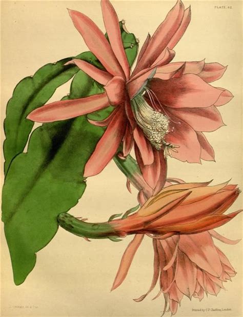 Over 1000 Free Botanical Vintage Prints Herbariums Botanical