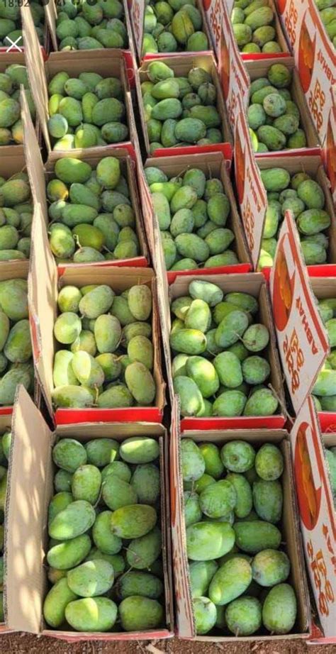 Green Kesar Mango Talala Gir Carton Packaging Size 10 Kg At Rs 1150