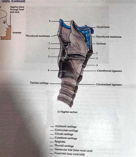 SOLVED Larynx Continued Sagittal Plane Through Head And Neck Hyoid