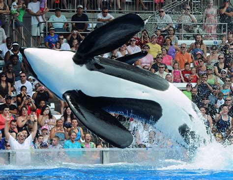 Tilikum Tilikum Orca Whales Sea World San Diego