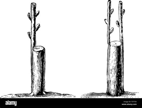 Esta ilustración representa la corona injerto o corteza donde uno o más