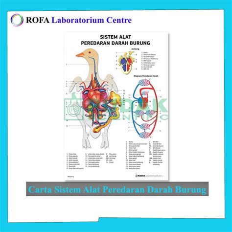 Jual CARTA SISTEM ALAT PEREDARAN DARAH BURUNG CARTA BIOLOGI CARTA