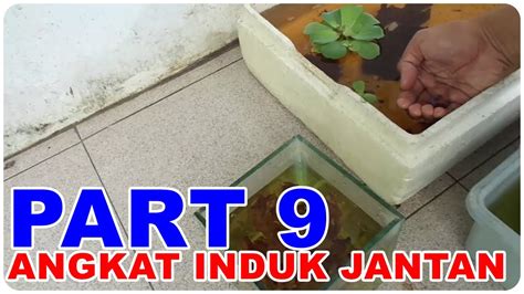 Cara Ternak Ikan Cupang Untuk Pemula Hari Ke 9 Angkat Induk Jantan