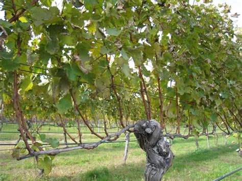 Growing Concord Grapes: Guidelines for a Trellising Grapevines