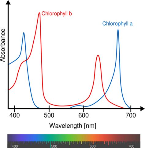 Chlorophyll Max Planck Institute For The Structure And Dynamics Of Matter