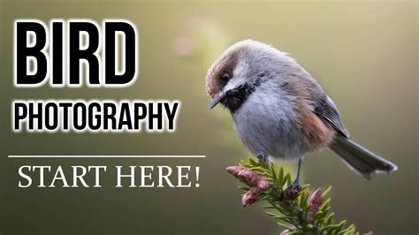 Bird Photography 101 Beginners Guide For Settings Finding Birds