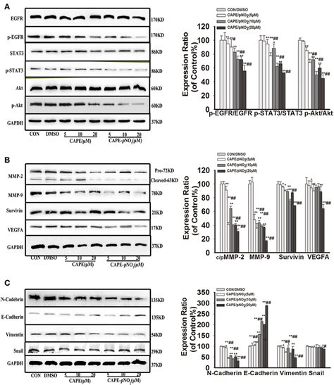 The Egfr Signaling Pathway And Emt Progression Were Suppressed By