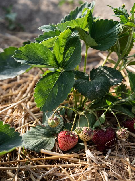 Ruhrwohlde Erdbeeren Selber Anpflanzen 10 Nützliche Tipps Für Eine