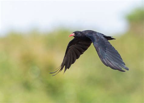 Outing To Knockadoon Birdwatch Ireland