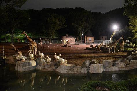 関東の「夜の動物園」11選 人気ナイトズー＆特別イベント紹介の11枚目写真 いこーよニュース